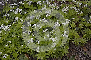 Galium odoratum, sweetscented bedstraw, is a flowering perennial plant in the family Rubiaceae