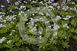 Galium odoratum, sweetscented bedstraw, is a flowering perennial plant in the family Rubiaceae