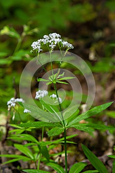 Galium odoratum, sweetscented bedstraw, is a flowering perennial plant in the family Rubiaceae