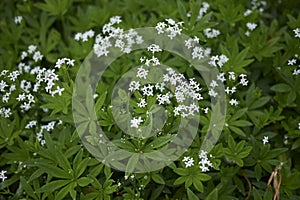 Galium odoratum with white flowers