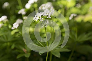 Galium odoratum white wildflower in bloom