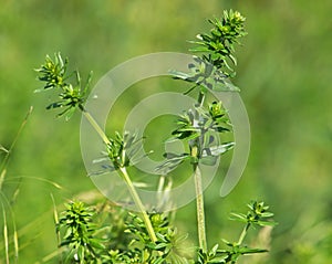 Galium species plant, bedstraw