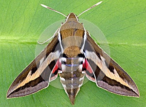 Galium Sphinx Moth