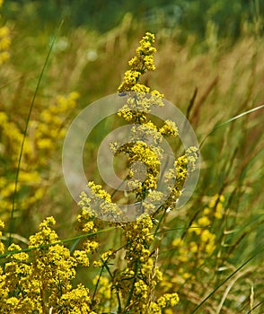 Galium verum