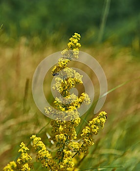 Galium verum