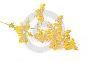 Galium verum flower  lady`s bedstraw or yellow bedstraw  isolated on white