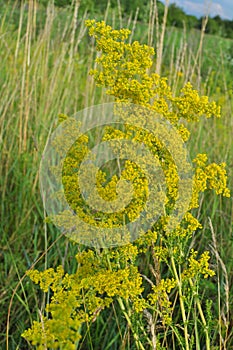 Galium verum grows in nature