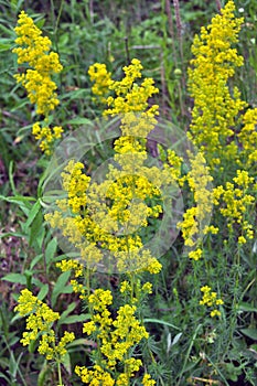 Galium verum grows in nature