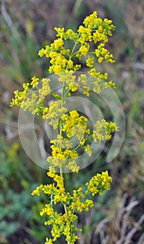 Galium verum grows in nature