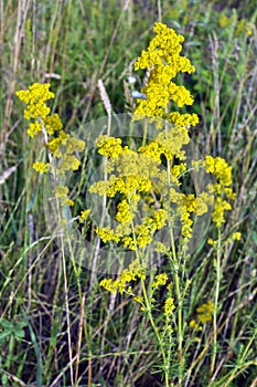 Galium verum grows in nature