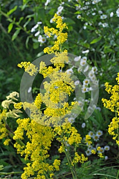 Galium verum grows in nature