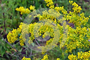 Galium verum grows in nature