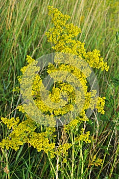 Galium verum grows in nature