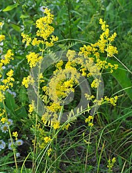 Galium verum grows in nature