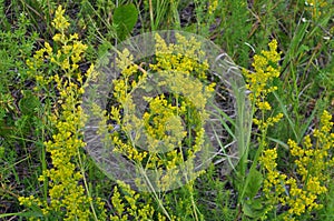 Galium verum grows in nature