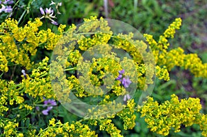 Galium verum grows in nature