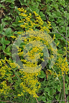 Galium verum grows in nature