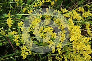 Galium verum grows in nature