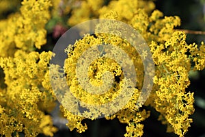 Galium verum grows in nature