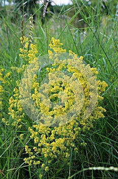 Galium verum grows in nature