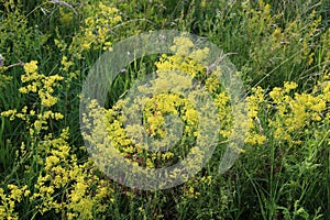 Galium verum grows in nature