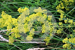 Galium verum grows in nature