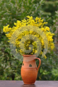 Galium verum in jug