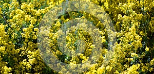 Galium verum lady`s bedstraw or yellow bedstraw