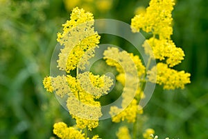 Galium verum, lady`s bedstraw or yellow bedstraw flowers