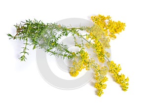 Galium verum, lady`s bedstraw or yellow bedstraw. Isolated on white.