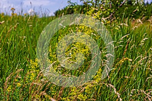 Galium verum, lady\'s bedstraw or yellow bedstraw low scrambling plant, leaves broad, shiny dark green