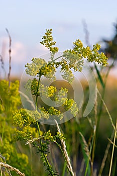 Galium verum, lady\'s bedstraw or yellow bedstraw low scrambling plant, leaves broad, shiny dark green