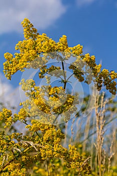 Galium verum, lady\'s bedstraw or yellow bedstraw low scrambling plant, leaves broad, shiny dark green, hairy underneath