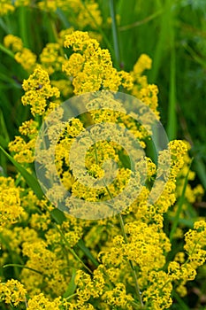Galium verum, lady\'s bedstraw or yellow bedstraw low scrambling plant, leaves broad, shiny dark green, hairy underneath