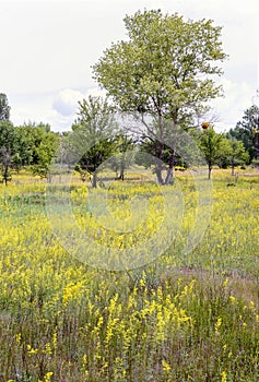 Galium verum in the Meadow