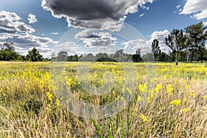 Galium verum in the Meadow