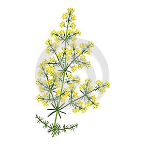 Galium verum plant