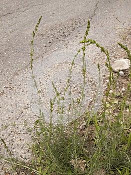 Galium verum plants on the road