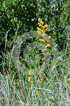 Galium verum a wild herbal plant