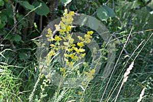 Galium verum or yellow bedstraw