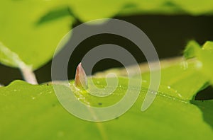 Gall of Beech gall midge