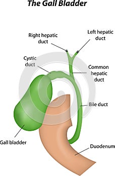The Gall Bladder Labeled Diagram