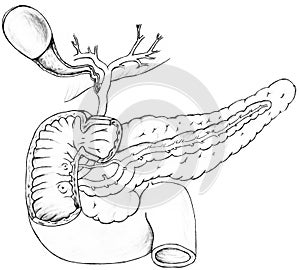 Gall Bladder, Pancreas and Duodenum