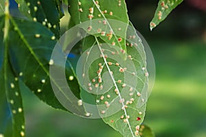 Gall blisters on the underside of ash tree leaves