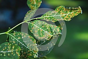Gall blisters on the underside of ash tree leaves