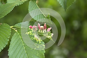 Gall caused by bladder-gall mite or Vasates quadripedes on green leaf