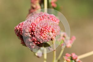 Gall caused by maple bladder-gall mite or Vasates quadripedes on Silver Maple Acer saccharinum leaf