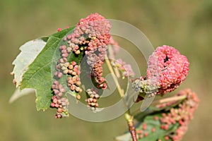 Gall caused by maple bladder-gall mite or Vasates quadripedes on Silver Maple Acer saccharinum leaf