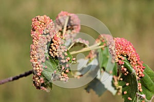 Gall caused by maple bladder-gall mite or Vasates quadripedes on Silver Maple Acer saccharinum leaf