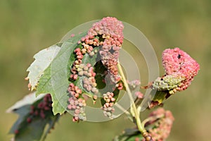 Gall caused by maple bladder-gall mite or Vasates quadripedes on Silver Maple Acer saccharinum leaf